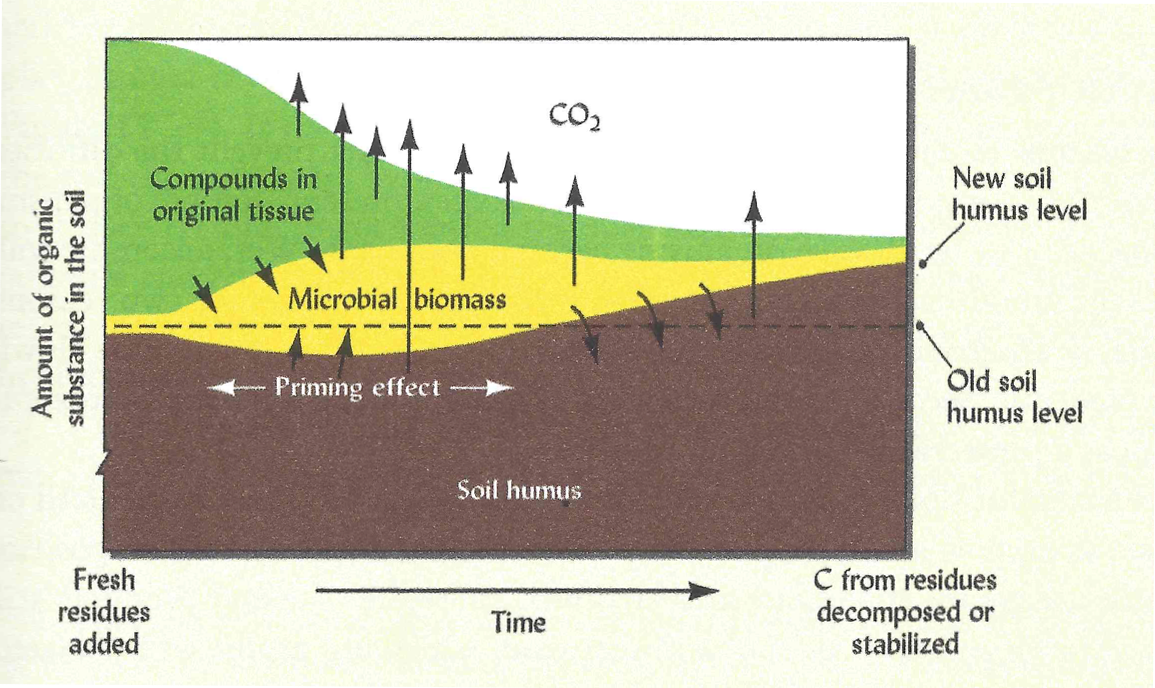 What Is Terra Preta Soil? A Deep Dive Into the Amazon’s Fertile Giant