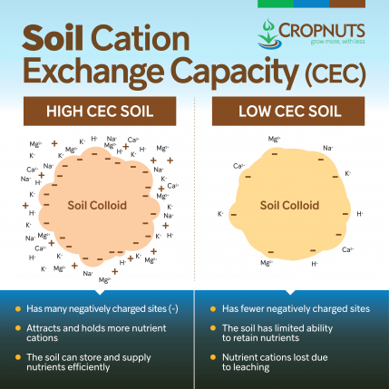 CEC & Biochar: How Cation Exchange Capacity Transforms Soil Health