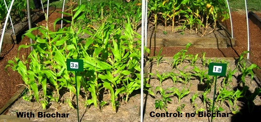 Preparing Biochar as a Soil Amendment: Techniques That Actually Work